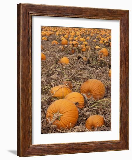 Pumpkins in Ready for Harvest, Shelbourne, Massachusetts, USA-Adam Jones-Framed Photographic Print