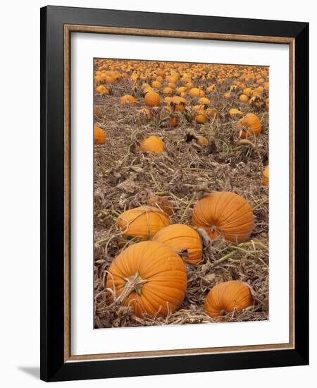 Pumpkins in Ready for Harvest, Shelbourne, Massachusetts, USA-Adam Jones-Framed Photographic Print