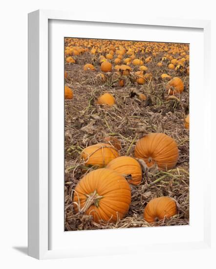 Pumpkins in Ready for Harvest, Shelbourne, Massachusetts, USA-Adam Jones-Framed Photographic Print