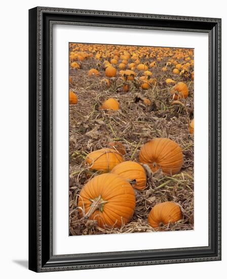 Pumpkins in Ready for Harvest, Shelbourne, Massachusetts, USA-Adam Jones-Framed Photographic Print