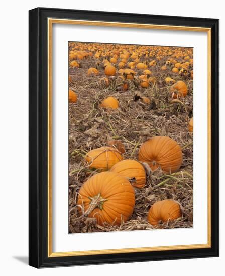 Pumpkins in Ready for Harvest, Shelbourne, Massachusetts, USA-Adam Jones-Framed Photographic Print