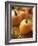 Pumpkins on Bale of Hay-David Papazian-Framed Photographic Print