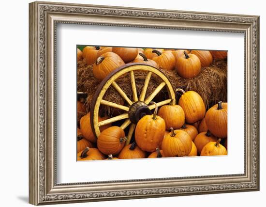 Pumpkins on Display-Darrell Gulin-Framed Photographic Print