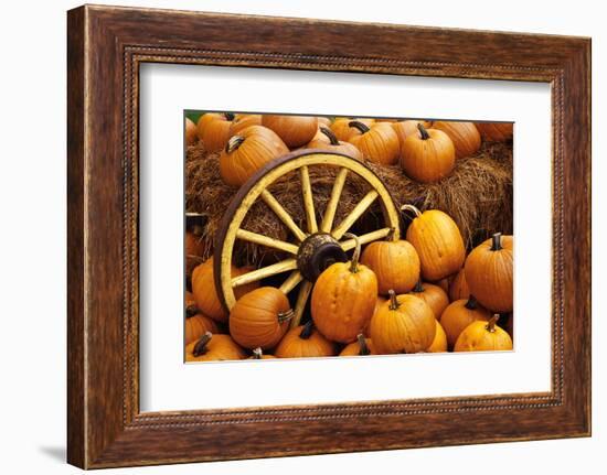 Pumpkins on Display-Darrell Gulin-Framed Photographic Print