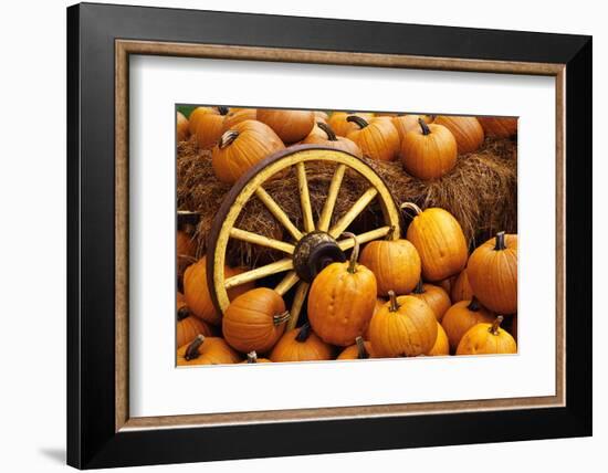 Pumpkins on Display-Darrell Gulin-Framed Photographic Print