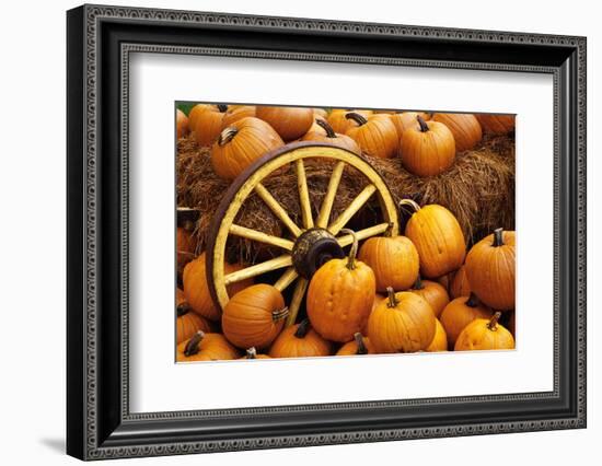 Pumpkins on Display-Darrell Gulin-Framed Photographic Print