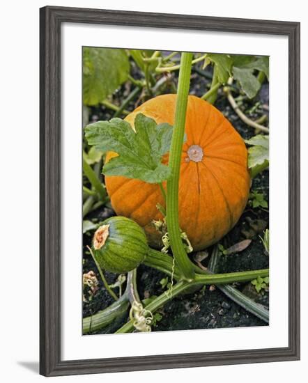 Pumpkins on the Plant-Bodo A^ Schieren-Framed Photographic Print