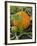 Pumpkins on the Plant-Bodo A^ Schieren-Framed Photographic Print