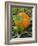 Pumpkins on the Plant-Bodo A^ Schieren-Framed Photographic Print