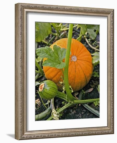 Pumpkins on the Plant-Bodo A^ Schieren-Framed Photographic Print