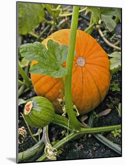 Pumpkins on the Plant-Bodo A^ Schieren-Mounted Photographic Print