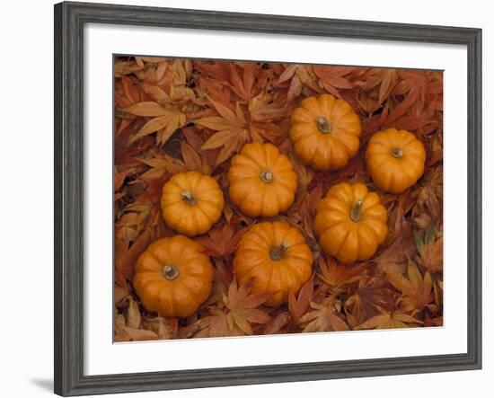 Pumpkins with Maple Leaves in Autumn, Washington, USA-Jamie & Judy Wild-Framed Photographic Print