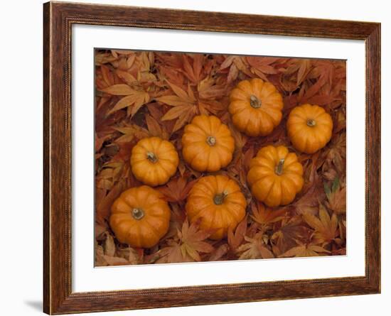 Pumpkins with Maple Leaves in Autumn, Washington, USA-Jamie & Judy Wild-Framed Photographic Print