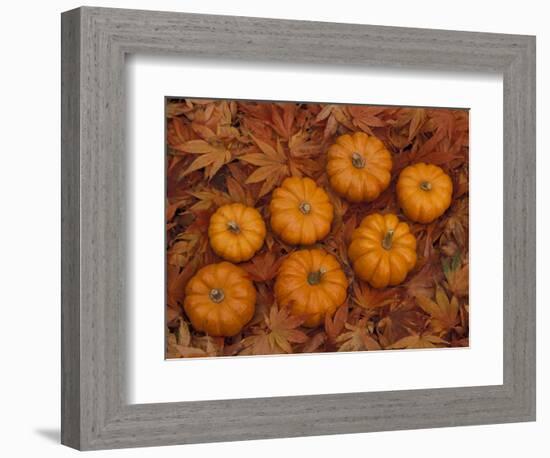 Pumpkins with Maple Leaves in Autumn, Washington, USA-Jamie & Judy Wild-Framed Photographic Print