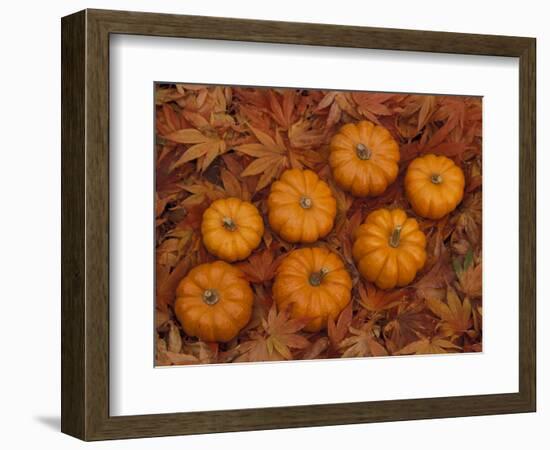 Pumpkins with Maple Leaves in Autumn, Washington, USA-Jamie & Judy Wild-Framed Photographic Print