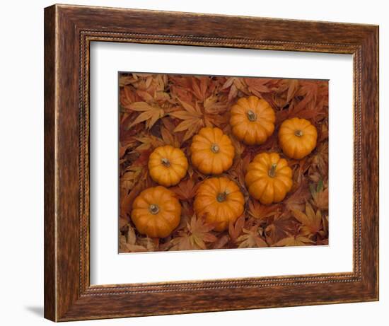 Pumpkins with Maple Leaves in Autumn, Washington, USA-Jamie & Judy Wild-Framed Photographic Print