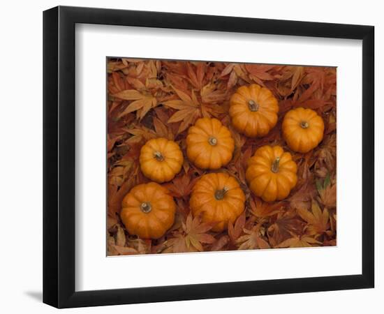 Pumpkins with Maple Leaves in Autumn, Washington, USA-Jamie & Judy Wild-Framed Photographic Print