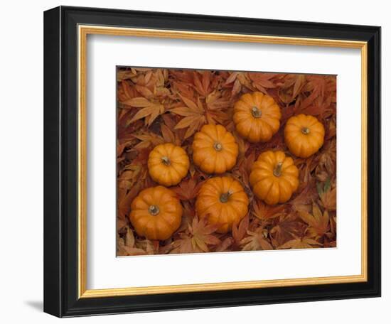 Pumpkins with Maple Leaves in Autumn, Washington, USA-Jamie & Judy Wild-Framed Photographic Print