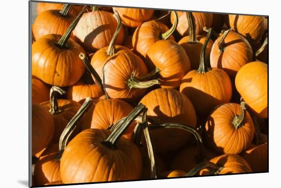 Pumpkins-Alan Hausenflock-Mounted Photographic Print