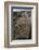 Punic floor mosaic, c.6th century BC-Unknown-Framed Photographic Print