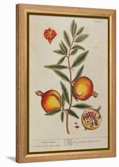 Punica Granatum, from 'A Curious Herbal', 1782 (Engraving)-Elizabeth Blackwell-Framed Premier Image Canvas