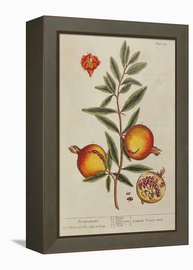 Punica Granatum, from 'A Curious Herbal', 1782 (Engraving)-Elizabeth Blackwell-Framed Premier Image Canvas