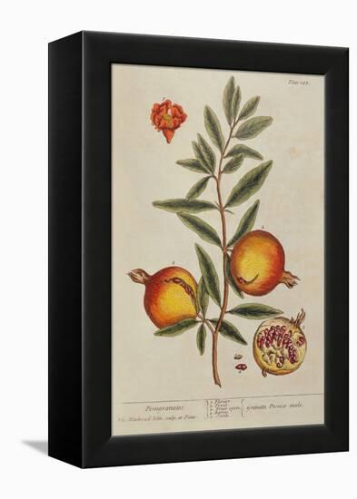 Punica Granatum, from 'A Curious Herbal', 1782 (Engraving)-Elizabeth Blackwell-Framed Premier Image Canvas