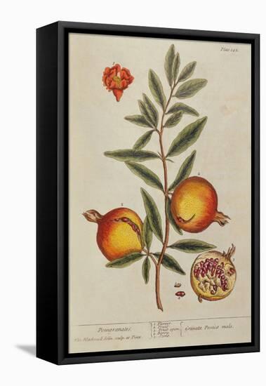 Punica Granatum, from 'A Curious Herbal', 1782 (Engraving)-Elizabeth Blackwell-Framed Premier Image Canvas