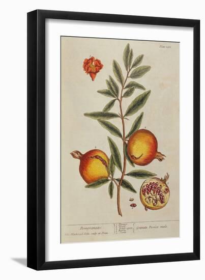 Punica Granatum, from 'A Curious Herbal', 1782 (Engraving)-Elizabeth Blackwell-Framed Giclee Print