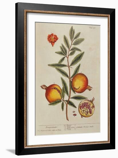 Punica Granatum, from 'A Curious Herbal', 1782 (Engraving)-Elizabeth Blackwell-Framed Giclee Print