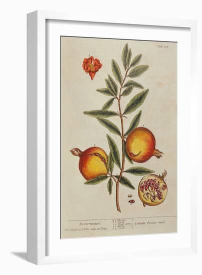 Punica Granatum, from 'A Curious Herbal', 1782 (Engraving)-Elizabeth Blackwell-Framed Giclee Print