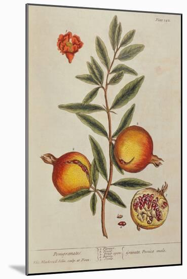 Punica Granatum, from 'A Curious Herbal', 1782 (Engraving)-Elizabeth Blackwell-Mounted Giclee Print