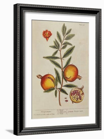 Punica Granatum, from 'A Curious Herbal', 1782 (Engraving)-Elizabeth Blackwell-Framed Giclee Print