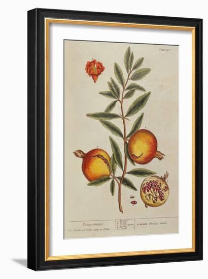 Punica Granatum, from 'A Curious Herbal', 1782 (Engraving)-Elizabeth Blackwell-Framed Giclee Print