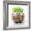 Punk 'Boy' Hedgehog-null-Framed Photographic Print