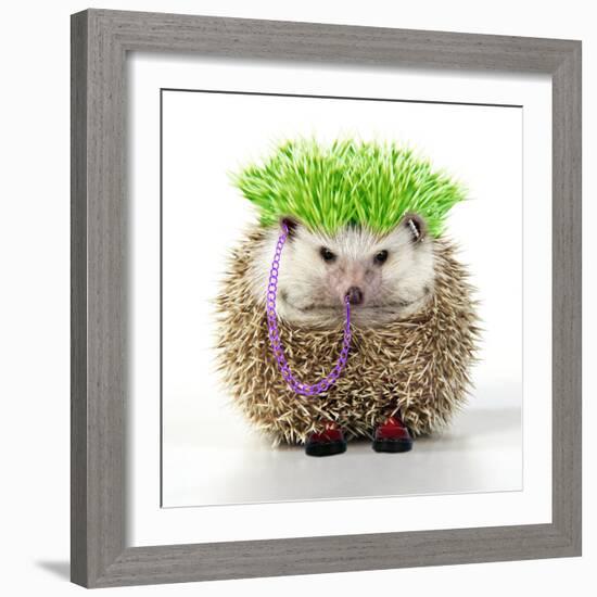 Punk 'Boy' Hedgehog-null-Framed Photographic Print