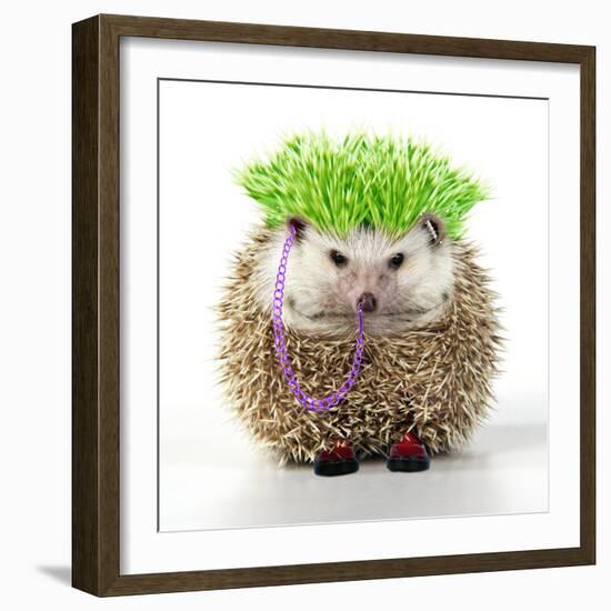 Punk 'Boy' Hedgehog-null-Framed Photographic Print