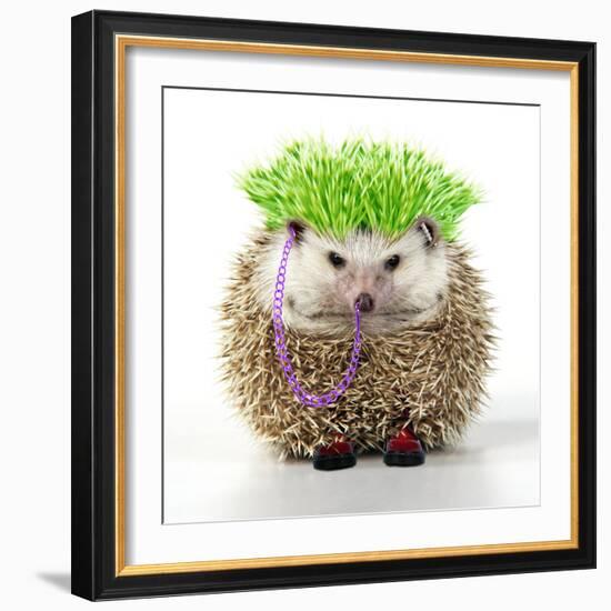 Punk 'Boy' Hedgehog-null-Framed Photographic Print