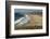 Punta Gasparena, Pacific coast south from Todos Santos, Baja California, Mexico, North America-Tony Waltham-Framed Photographic Print