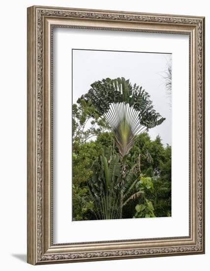 Puntarenas, Costa Rica-Peter Hawkins-Framed Photographic Print