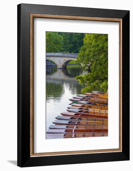 Punts on the River Cam, the Backs, Cambridge, Cambridgeshire, England, United Kingdom, Europe-Alan Copson-Framed Photographic Print