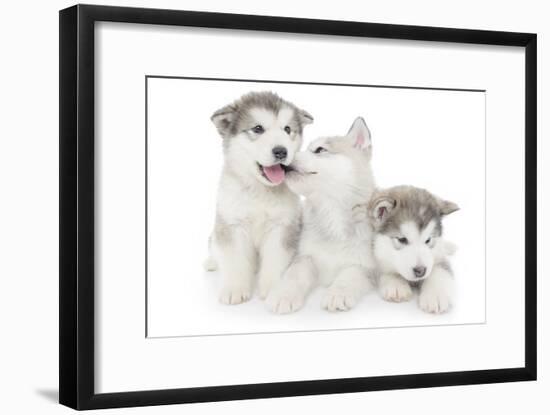 Puppies 001-Andrea Mascitti-Framed Photographic Print