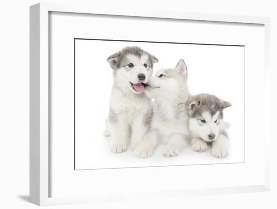 Puppies 001-Andrea Mascitti-Framed Photographic Print