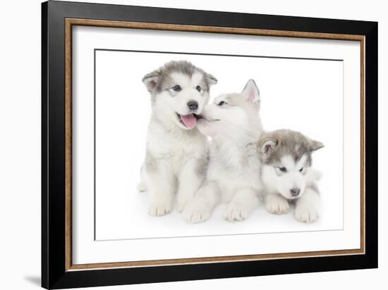 Puppies 001-Andrea Mascitti-Framed Photographic Print