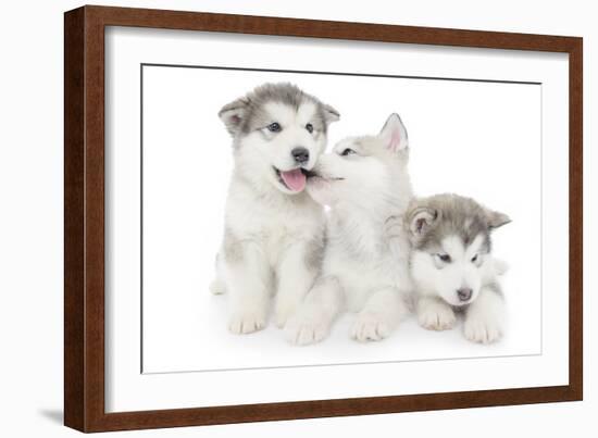 Puppies 001-Andrea Mascitti-Framed Photographic Print