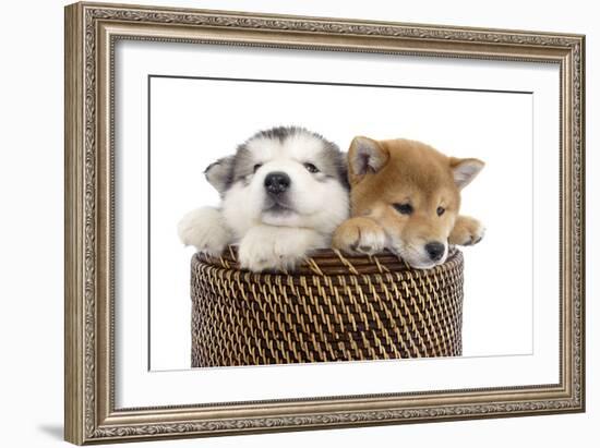 Puppies 003-Andrea Mascitti-Framed Photographic Print