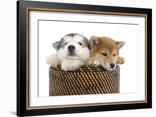 Puppies 003-Andrea Mascitti-Framed Photographic Print