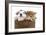 Puppies 003-Andrea Mascitti-Framed Photographic Print