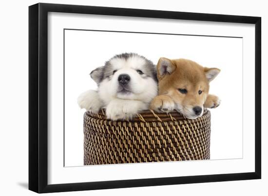 Puppies 003-Andrea Mascitti-Framed Photographic Print