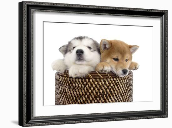 Puppies 003-Andrea Mascitti-Framed Photographic Print